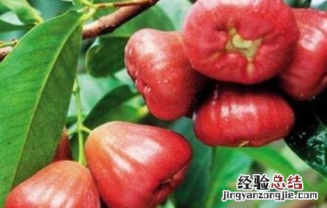 莲雾种植管理技术 莲雾种植管理技术与管理