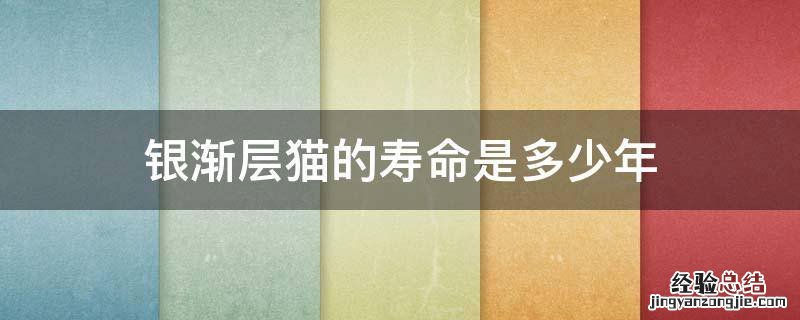 银渐层猫平均寿命 银渐层猫的寿命是多少年