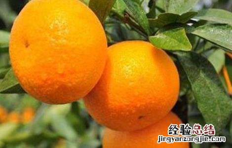 水果种植有哪些风险 水果种植业的风险
