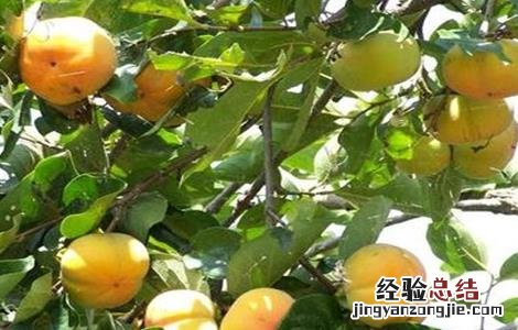 水果种植有哪些风险 水果种植业的风险