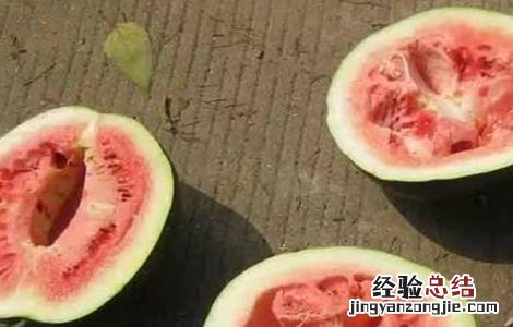 西瓜空心厚皮的原因 大棚西瓜厚皮空心是什么原因