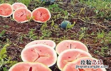 西瓜空心厚皮的原因 大棚西瓜厚皮空心是什么原因