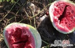 西瓜空心厚皮的原因 大棚西瓜厚皮空心是什么原因