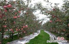 苹果园铺反光膜方法及注意事项 苹果园为什么铺反光膜