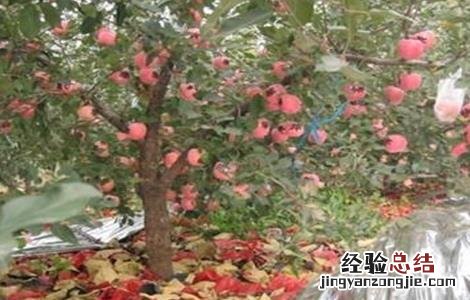 苹果园铺反光膜方法及注意事项 苹果园为什么铺反光膜