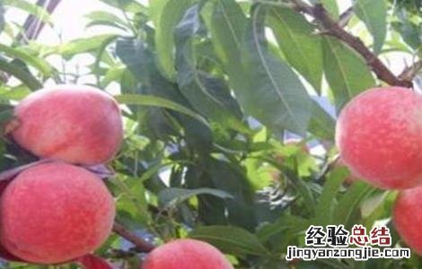 桃树采果后如何管理 桃树摘果后怎样管理?