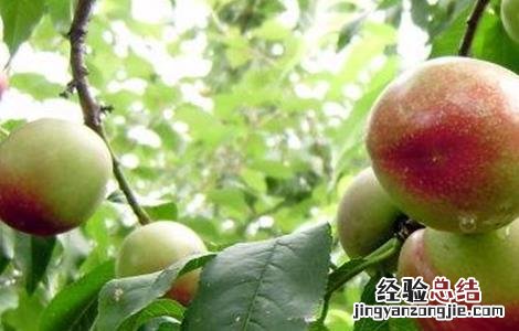 桃树采果后如何管理 桃树摘果后怎样管理?
