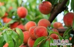 桃树采果后如何管理 桃树摘果后怎样管理?