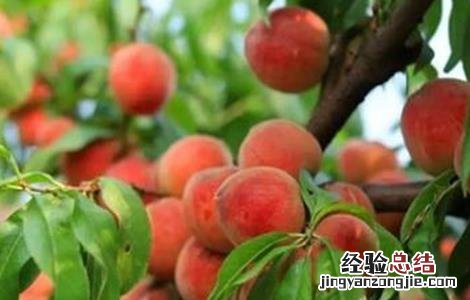 桃树采果后如何管理 桃树摘果后怎样管理?