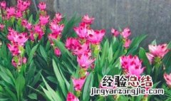 荷花是什么故事 姜荷花有什么传说故事