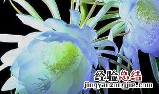 昙花属于什么花 昙花是什么科的植物