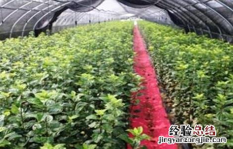 苹果快速育苗注意要点 苹果育苗常用的方法技术要点