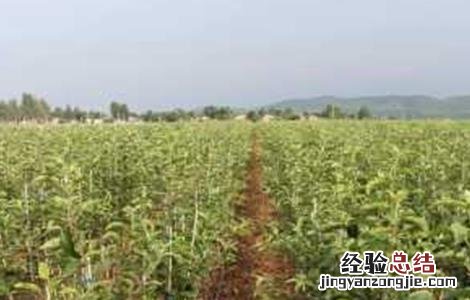 苹果快速育苗注意要点 苹果育苗常用的方法技术要点