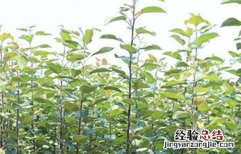 苹果快速育苗注意要点 苹果育苗常用的方法技术要点