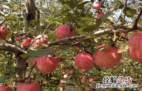 苹果树中后期管理要点 苹果树全年管理技术要点