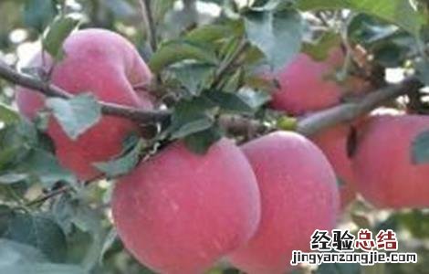 苹果树中后期管理要点 苹果树全年管理技术要点