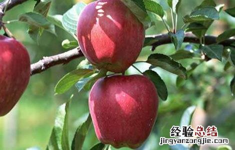 苹果树中后期管理要点 苹果树全年管理技术要点