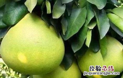 蜜柚如何促花结果 蜜柚促花保果技术