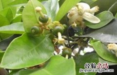 蜜柚如何促花结果 蜜柚促花保果技术