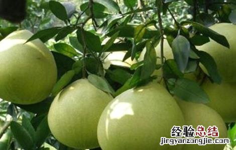 蜜柚如何促花结果 蜜柚促花保果技术