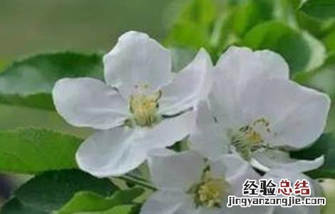 苹果促花管理技术有哪些 苹果促花管理技术