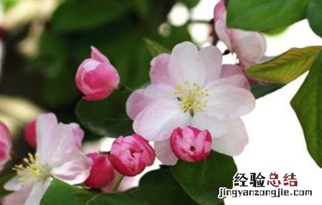 苹果促花管理技术有哪些 苹果促花管理技术