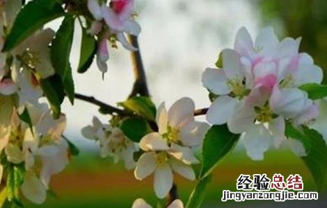 苹果促花管理技术有哪些 苹果促花管理技术