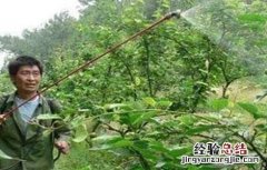果树冲施肥方法和误区 果树施化肥怎么施好