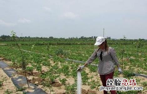 果树冲施肥方法和误区 果树施化肥怎么施好