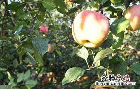 苹果补钙有哪些误区 苹果是补钙的还是补血的