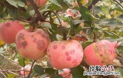 苹果补钙有哪些误区 苹果是补钙的还是补血的
