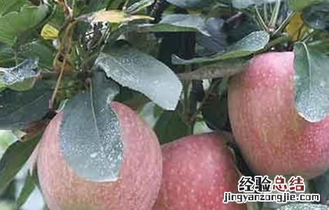 苹果补钙有哪些误区 苹果是补钙的还是补血的