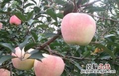 苹果特别小 苹果个小什么原因