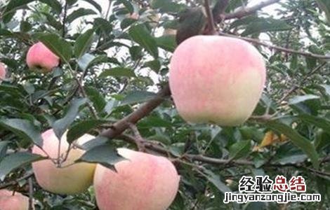 苹果特别小 苹果个小什么原因