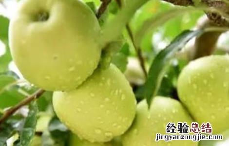 苹果特别小 苹果个小什么原因