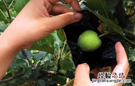 苹果特别小 苹果个小什么原因