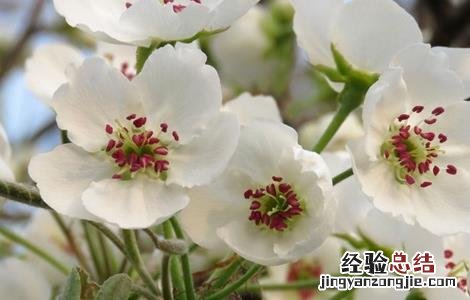 苹果花后怎么管理 苹果花期怎么管理
