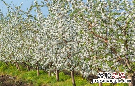 苹果花后怎么管理 苹果花期怎么管理