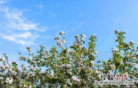 苹果花后怎么管理 苹果花期怎么管理