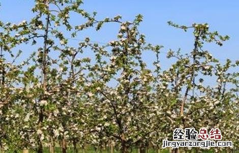 苹果花后怎么管理 苹果花期怎么管理