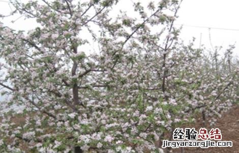 苹果园防倒春寒方法 苹果倒春寒后的管理措施