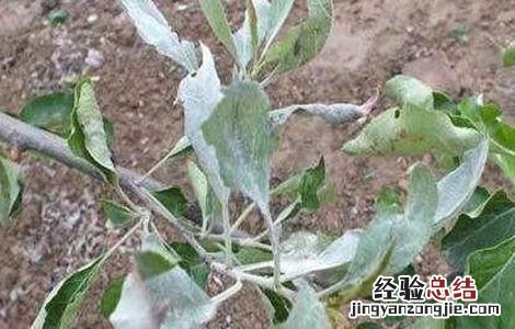 苹果园防倒春寒方法 苹果倒春寒后的管理措施
