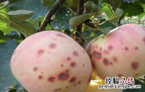 苹果缺钙原因及防治措施 缺钙可以使苹果发生的生理病害