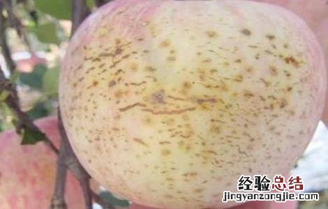 苹果缺钙原因及防治措施 缺钙可以使苹果发生的生理病害