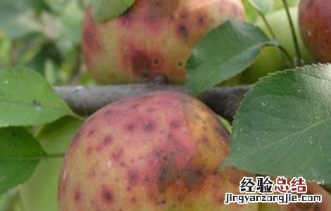 苹果缺钙原因及防治措施 缺钙可以使苹果发生的生理病害