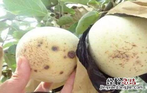 苹果缺钙原因及防治措施 缺钙可以使苹果发生的生理病害