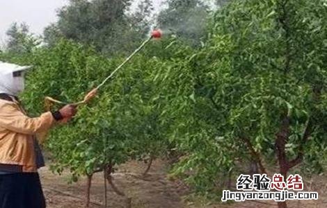 如何给枣树施肥 枣树施肥和浇水技巧