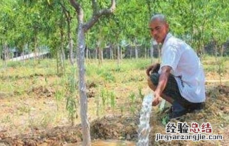 如何给枣树施肥 枣树施肥和浇水技巧