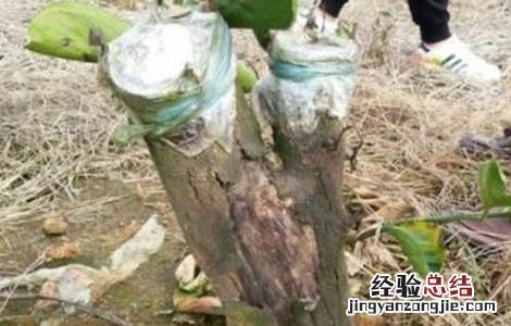 柑桔什么时候嫁接 柑桔的嫁接时间和方法