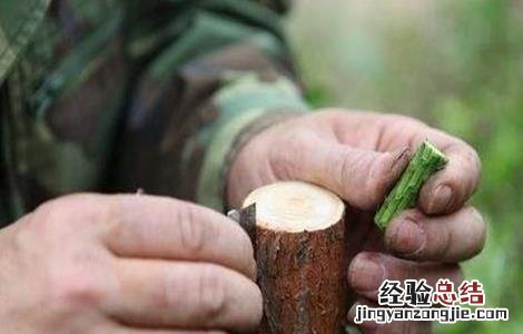 柑桔什么时候嫁接 柑桔的嫁接时间和方法